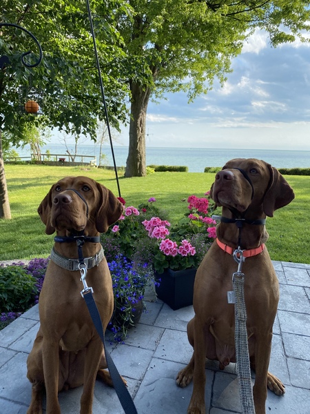 Rosie and Simba