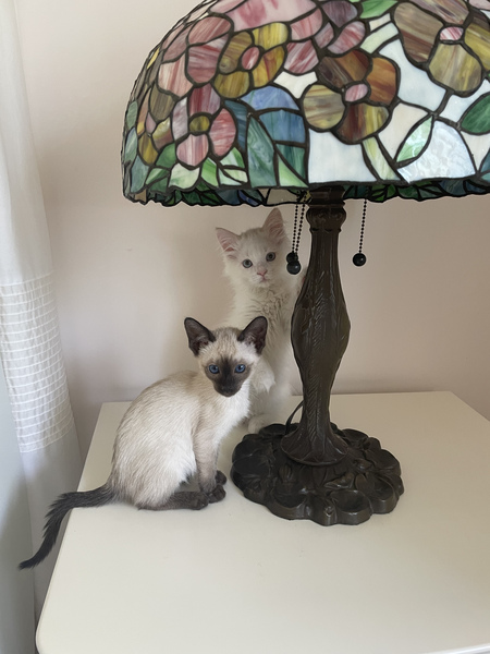 Luna and Missy
