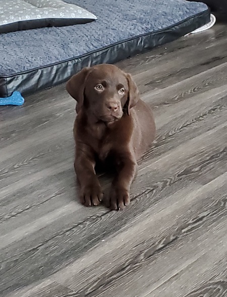 Lacey 