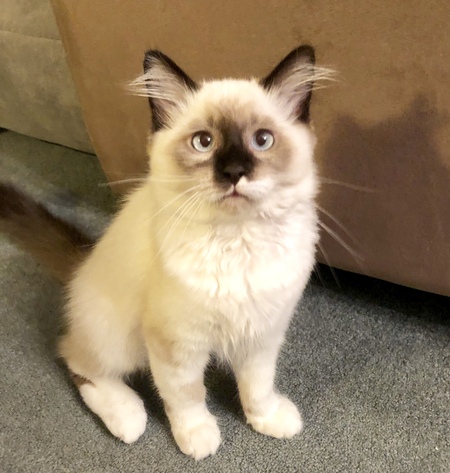 Cocoa 