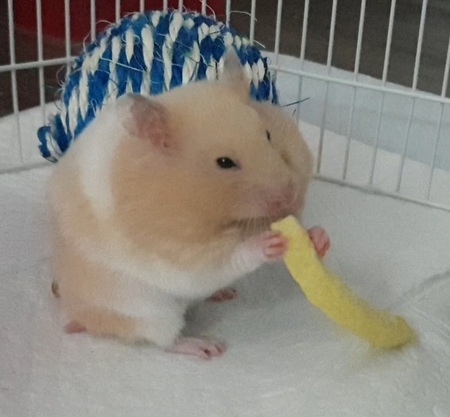 Hammie