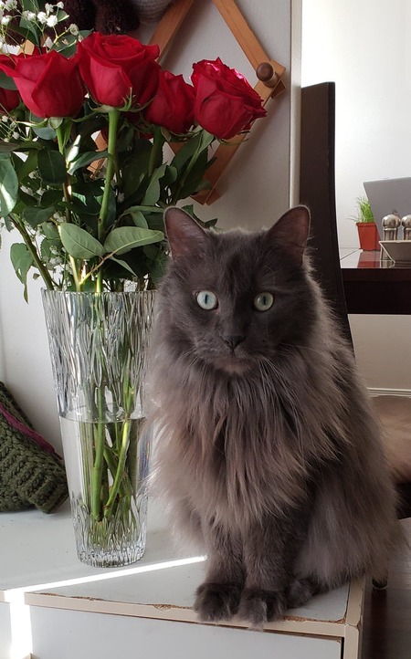 Koda