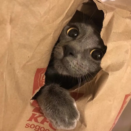 Mimi 
