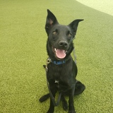 Entry image for T'Challa