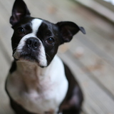 Entry image for Ferris