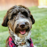 Entry image for Milo