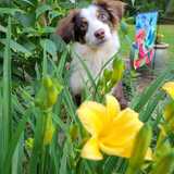 Entry image for Bébé