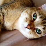 Entry image for Cassie