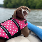 Entry image for Frankie Banana