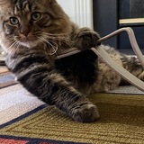 Entry image for Stevie