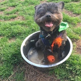 Entry image for Dash