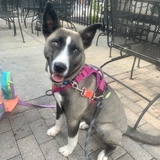 Entry image for Gnarly Phillips 