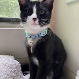 Entry image for Puku