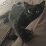 Entry image for Furby 