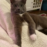 Entry image for Oliver