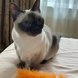 Entry image for Bijou