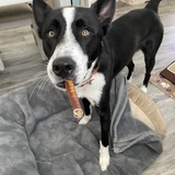 Entry image for Frankie