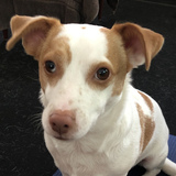 Entry image for MoonPie