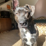 Entry image for Kona