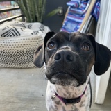 Entry image for Willa