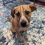 Entry image for Nutmeg