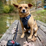 Entry image for Taco