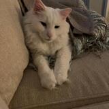 Entry image for Brutus