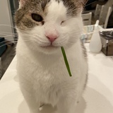 Entry image for One-Eyed Willy