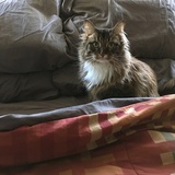 Entry image for Morti