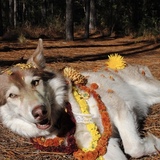 Entry image for Sasha