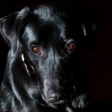 Entry image for Evie