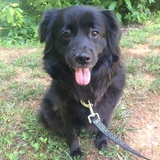 Entry image for Kody