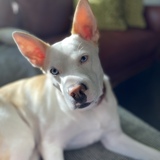 Entry image for Sammy Sam