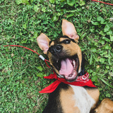 Entry image for Merle