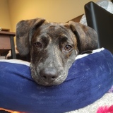 Entry image for Beckham 