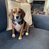 Entry image for Lilly