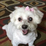 Entry image for Pixie