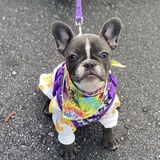 Entry image for Daisy Mae