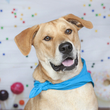 Entry image for Walter William Whitaker