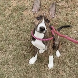 Entry image for Chanel Grasty