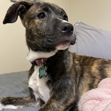 Entry image for Melo