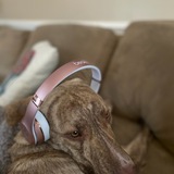 Entry image for Rusty