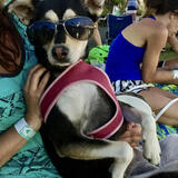 Entry image for Yogi