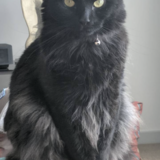 Entry image for Rebel