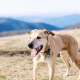 Entry image for Cider