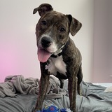 Entry image for Kodak