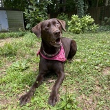 Entry image for Nala