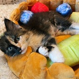 Entry image for Frankie