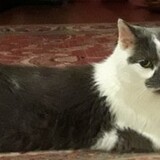 Entry image for Baby Nub