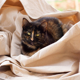 Entry image for Pepper